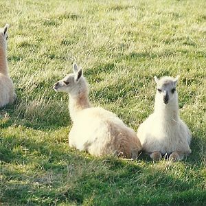 Young Guanacos 17th October 1997