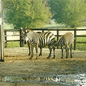 Zebra hardstanding 17th October 1997