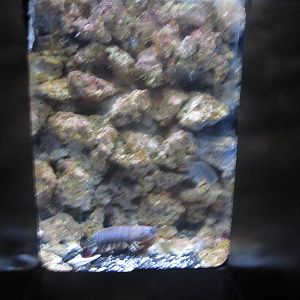 Newport Aquarium-Lobster?