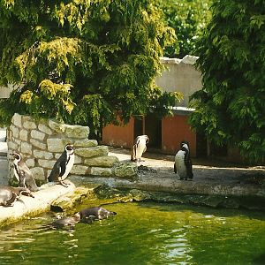 New for 1998 - Penguin Pool 9th May 1998