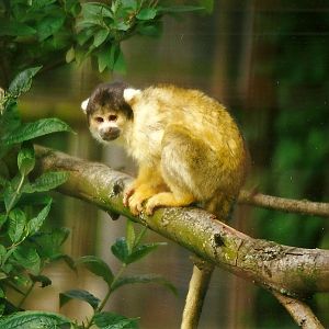 Squirrel Monkey 9th May 1998