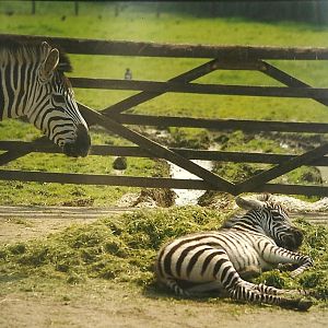Zebra and foal 9th May 1998