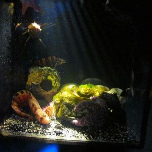 Mar. 2013-Bizarre and Beautiful - Decorated Warbonnet + Grunt Sculpin Exhib