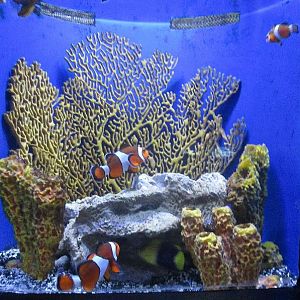 Mar. 2013-Bizarre and Beautiful - Percula Clownfish + Bicolor Angelfish Exh