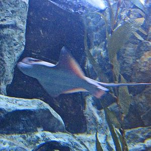 Mar. 2013-California Kelp Forest - Pacific Cownose Ray