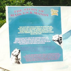 Refurbished Polar Bear exhibit 8th August 1998