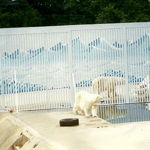 Refurbished Polar Bear exhibit 8th August 1998