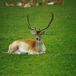 Fallow Deer 8th August 1998