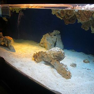 Mar. 2013-Bizarre and Beautiful - Baby Common Cuttlefish Exhibit