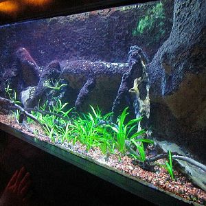 Mar. 2013-Bizarre and Beautiful - Elephantnose Fish Exhibit