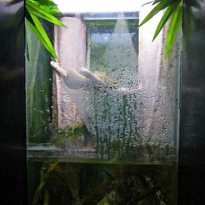 Mar. 2013-Bizarre and Beautiful - Eyelash Viper + Amazon Leaf Fish Exhibit