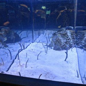 Mar. 2013-Bizarre and Beautiful - Spotted Garden Eel Exhibit