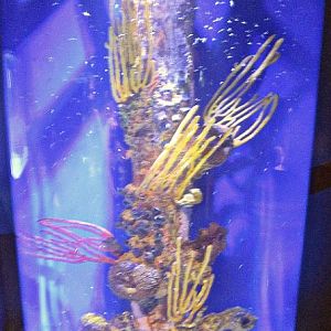 Mar. 2013-Bizarre and Beautiful - Lined Seahorse Exhibit