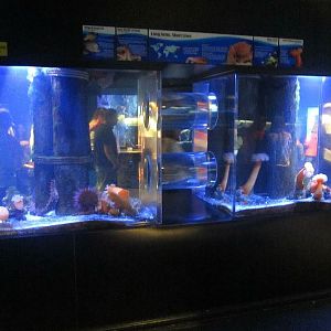 Mar. 2013-Bizarre and Beautiful - Giant Pacific Octopus + Striped Seaperch