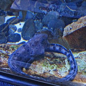 Mar. 2013-California Kelp Forest - Wolf Eel