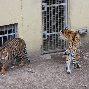 Sumatran and Amur tigers