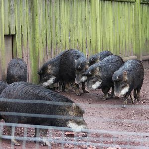 White-lipped peccary