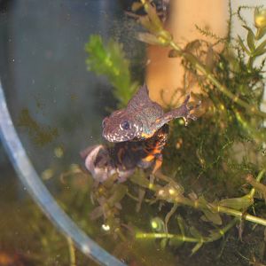 Southern crested newt