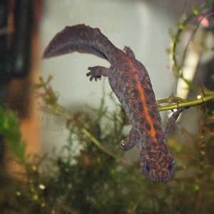 Southern crested newt