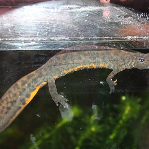 Southern crested newt