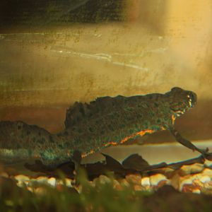 Southern crested newt