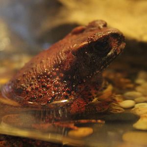 Bony-headed toad