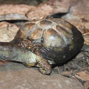 Coahuila box turtle