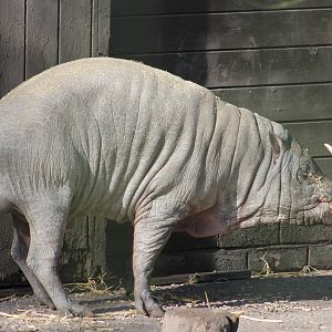 Sulawesi babirusa
