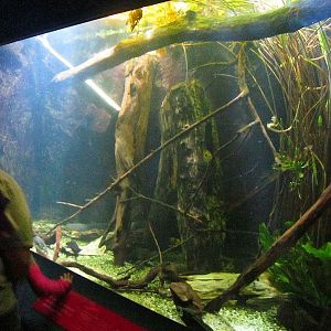 Mar. 2013-Dangerous and Deadly - Electric Eel Exhibit