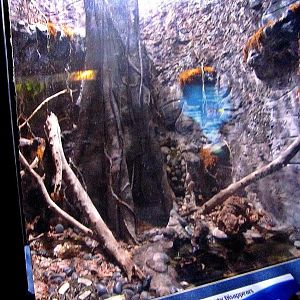 Mar. 2013-Dangerous and Deadly - Gaboon Viper Exhibit