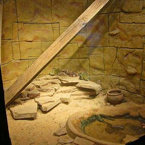 Mar. 2013-Dangerous and Deadly - Gila Monster Exhibit