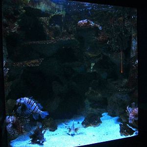 Mar. 2013-Dangerous and Deadly - Humpback Grouper + Red Lionfish + Stonefis