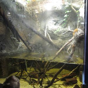 Mar. 2013-Dangerous and Deadly - Tentacled Snake Exhibit