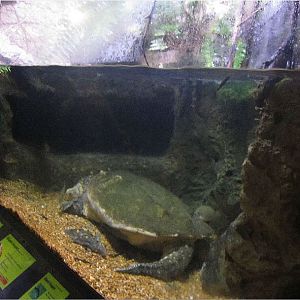 Mar. 2013-Dangerous and Deadly - Alligator Snapping Turtle + Black Crappie
