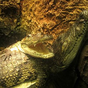 Mar. 2013-Gator Alley - Morelet's Crocodiles