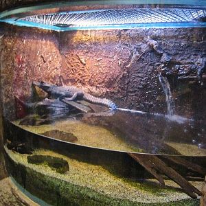 Mar. 2013-Gator Alley - West African Dwarf Crocodile Exhibit