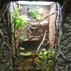 Mar. 2013-Gator Alley - Chinese Crocodile Lizard Exhibit