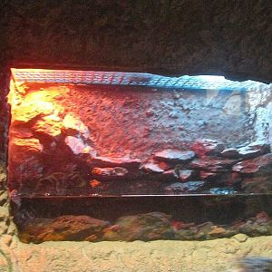 Mar. 2013-Gator Alley - Cuvier's Dwarf Caiman Exhibit