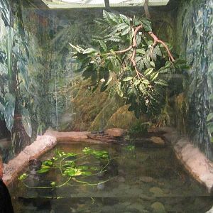 Mar. 2013-Gator Alley - Malaysian Gharial Exhibit (Find It?)
