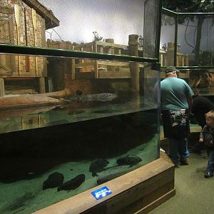 Mar. 2013-Gator Alley - Mighty Mike's Exhibit