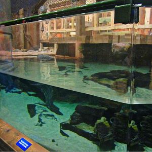 Mar. 2013-Gator Alley - Mighty Mike's Exhibit