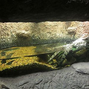 Mar. 2013-Gator Alley - Morolet's Crocodile Exhibit
