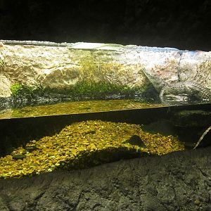 Mar. 2013-Gator Alley - Nile Crocodile Exhibit