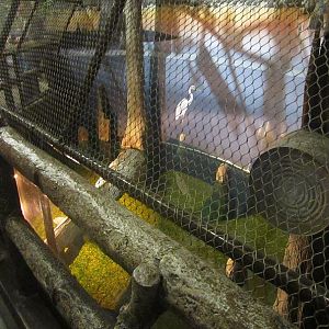Mar. 2013-Gator Alley - Orinoco Crocodile Exhibit - Left Side