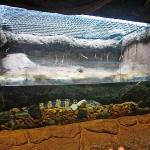 Mar. 2013-Gator Alley - Siamese Crocodile Exhibit