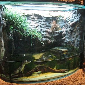 Mar. 2013-Gator Alley - Spectacled Caiman Exhibit