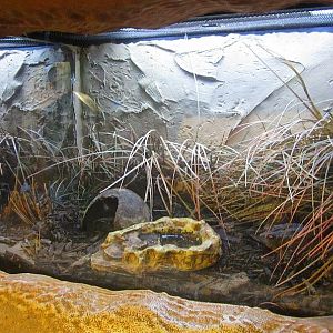 Mar. 2013-Frog Bog - American Toad Exhibit