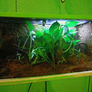 Mar. 2013-Frog Bog - Bornean Eared Frog Exhibit