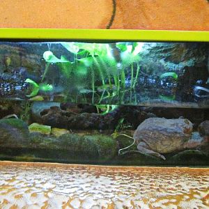 Mar. 2013-Frog Bog - Budgett's Frog Exhibit