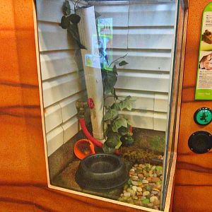 Mar. 2013-Frog Bog - Cuban Tree Frog + Marine Toad Exhibit